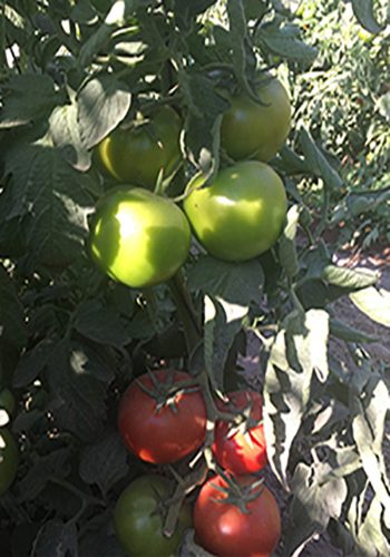 Tomate_Tarim_web