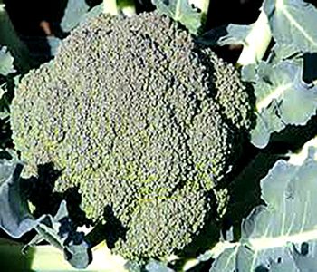 sem_dane_brocoli_350_300